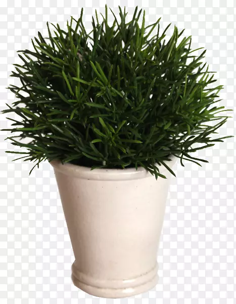 花卉盆栽植物灌木挂红销售