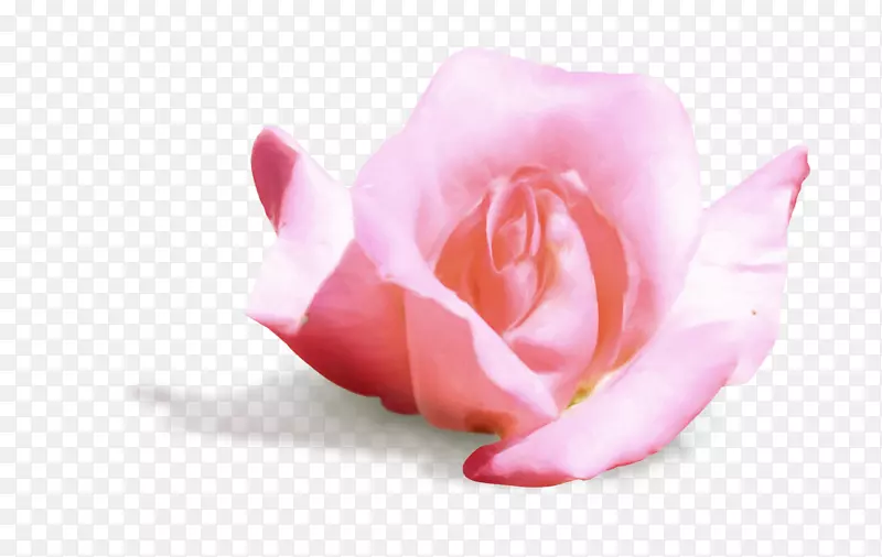 花园玫瑰，卷心菜，花瓣，切花，粉红色，m-3d粉红色