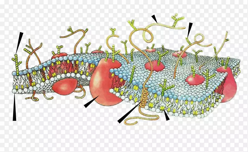 细胞膜生物膜
