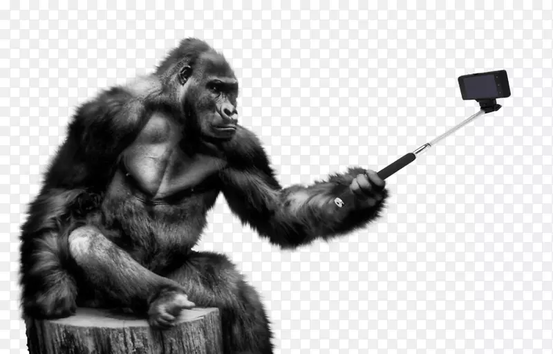 大猩猩png图片透明剪辑艺术图片-大猩猩