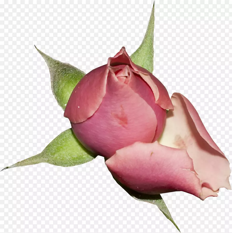 花园玫瑰剪艺术切花卷心菜玫瑰花