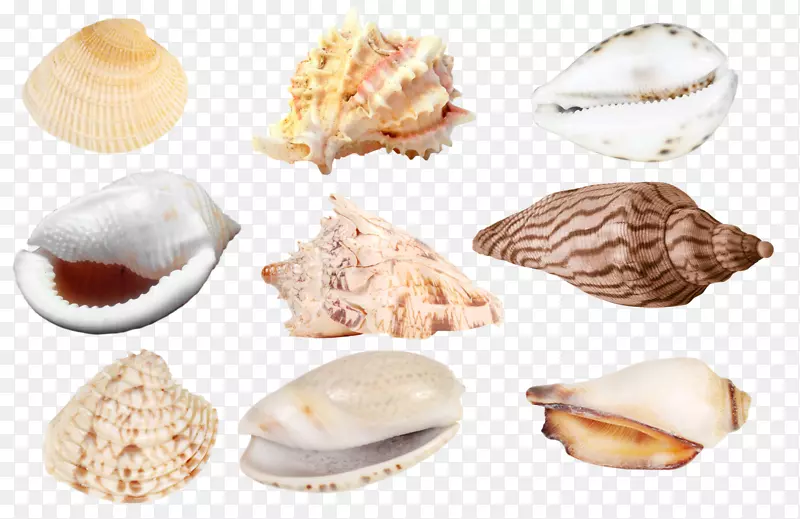 凤凰社，威内拉伊达？泰林斯，波罗的海文蛤-海贝壳