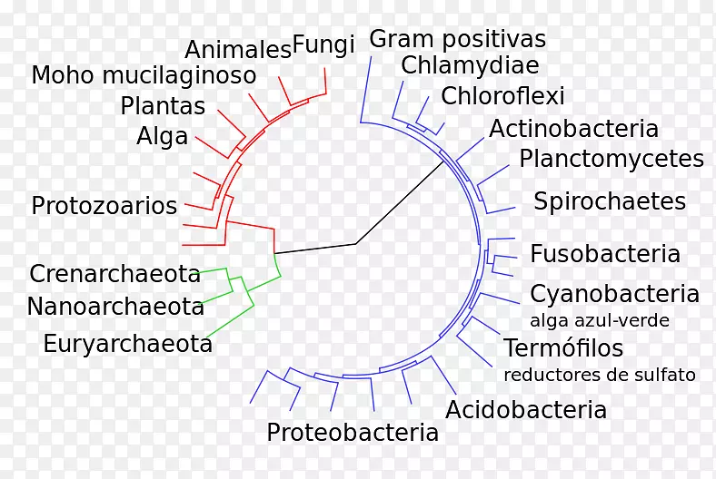 进化突变菌图介绍-大树