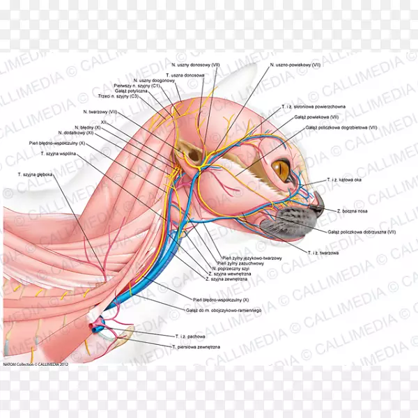 耳颈头人体解剖肌耳