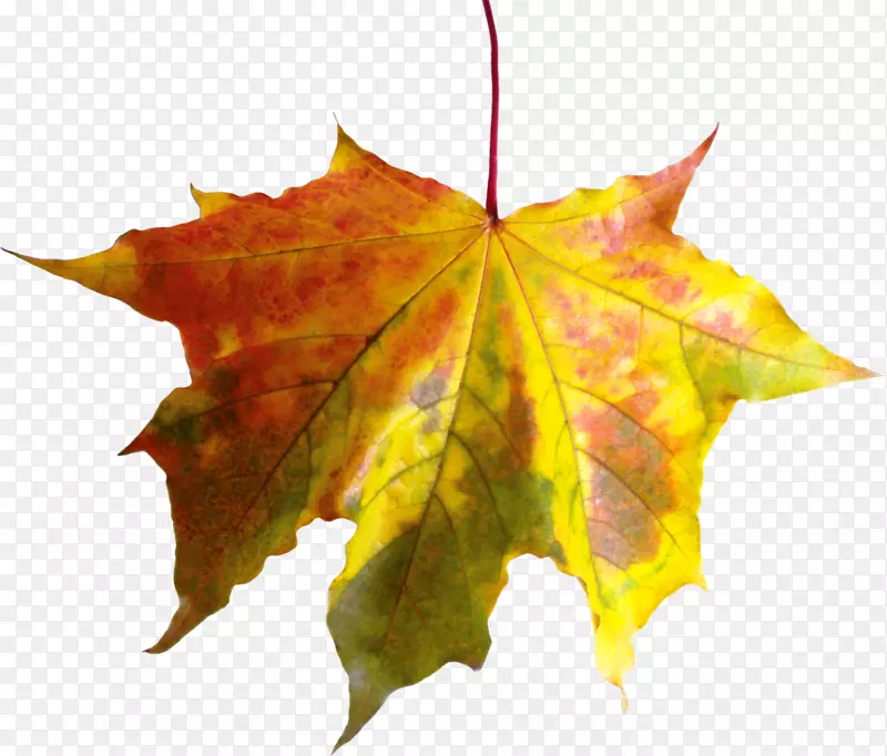 png图片叶子图像秋季剪贴画
