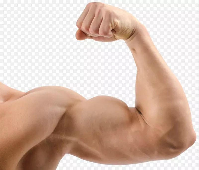 肌肉瘦体蛋白人体运动二头肌图标
