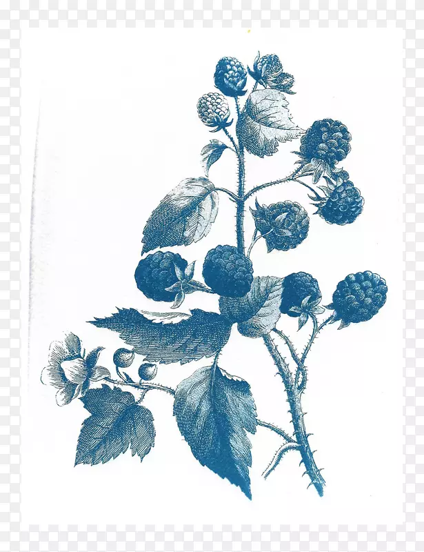 纸植物插图花卉设计绘画水彩画