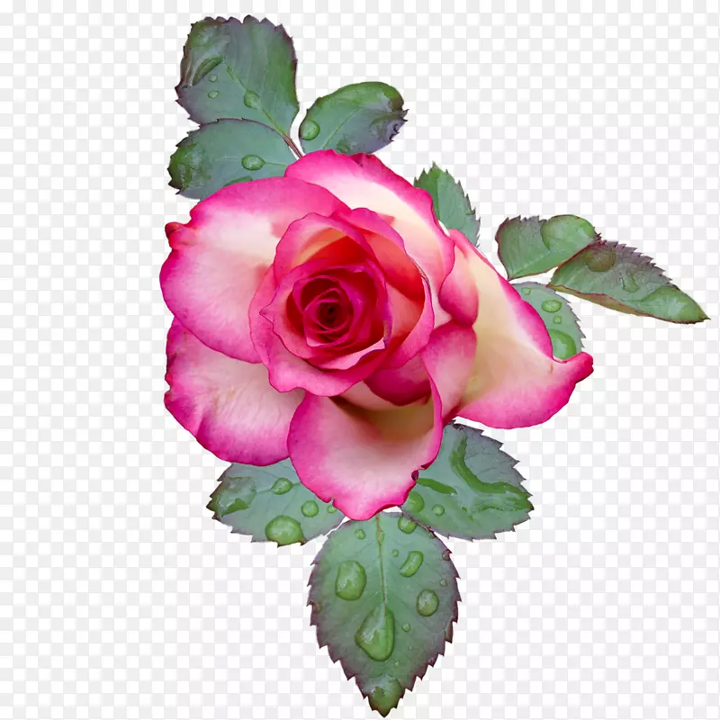 花园玫瑰插花艺术形象粉红花