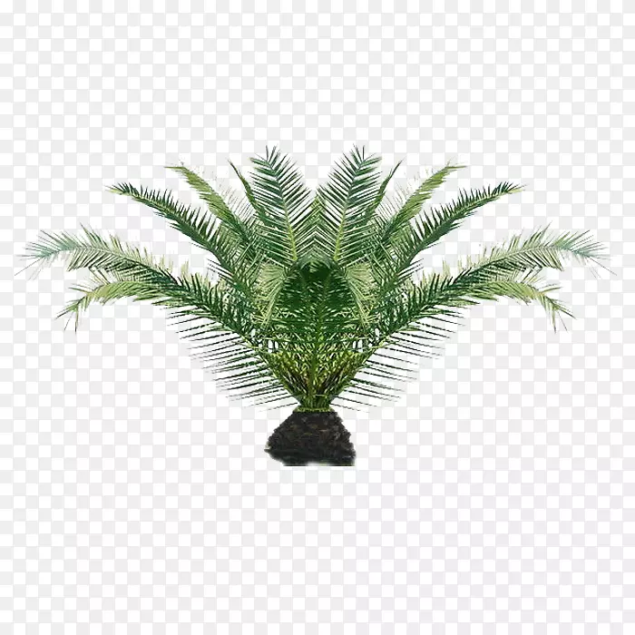 室内植物PNG图片素材下载_图片编号5864829-PNG素材网