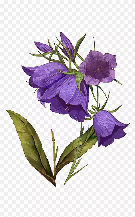 紫八角花草本植物茎.紫罗兰
