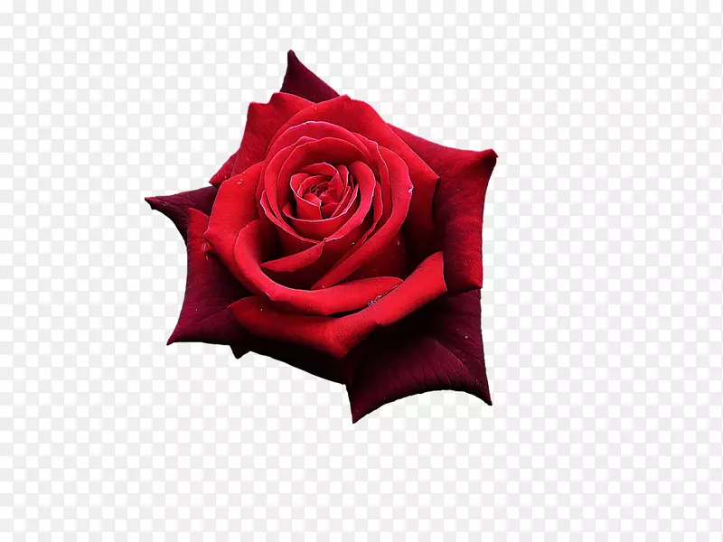 花园玫瑰，花，红色，形象，.xchng-花
