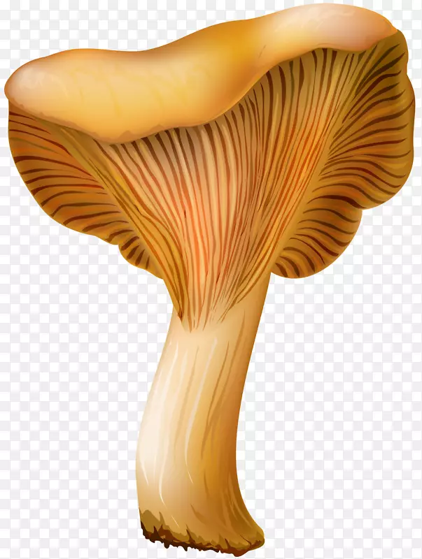 杏鲍菇食用菌夹艺术png网络图.蘑菇