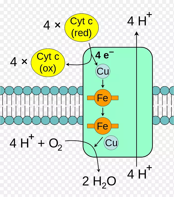 细胞色素c氧化酶电子传递链线粒体复合载体