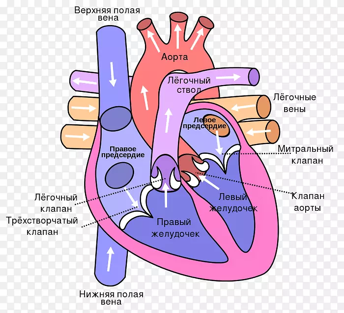 心脏图的解剖肺循环系统-心脏