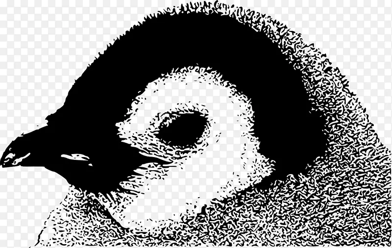 企鹅雏鸟剪贴画帝企鹅企鹅