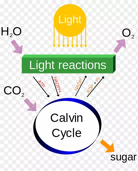 光合作用过程代谢植物光依赖反应天然光源