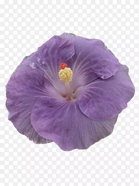 紫罗兰属植物紫罗兰科紫罗兰