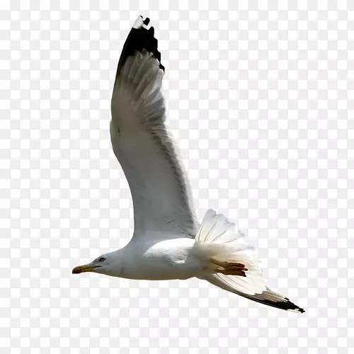 欧洲鲱鱼海鸥大黑背海鸥png图片-鸟