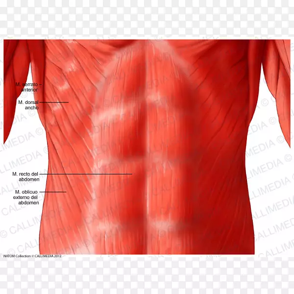 骨盆腹部解剖肌肉系统颞浅神经