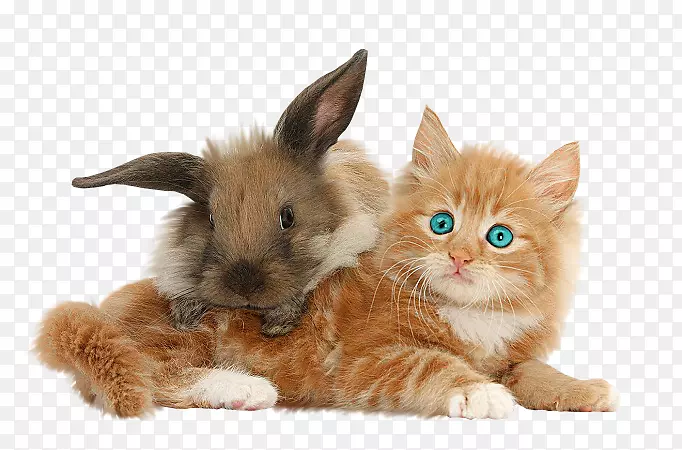 小猫，家兔，缅因州，阿比西尼亚猫，石子