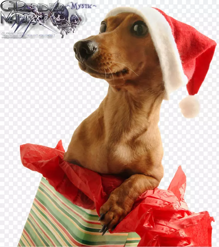 圣诞礼物狗祝节日-礼物
