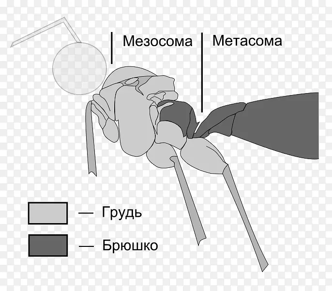 跖骨中小体系膜瘤apocrita蜜蜂腹