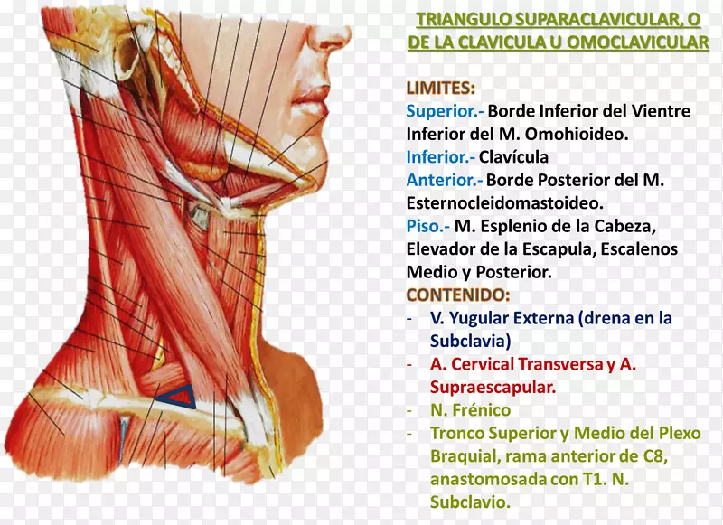 颈部后三角解剖颈肌后三角