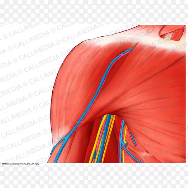 人体神经解剖肩三角肌臂