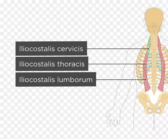 腰方肌髂骨肌起源与插入-过度劳累