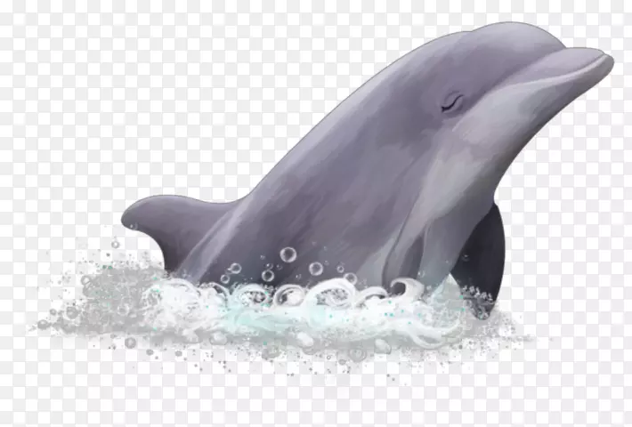 普通宽吻海豚短喙普通海豚白嘴海豚粗齿海豚