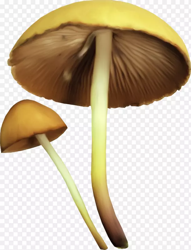 图像可移植网络图形绘制gif jpeg-蘑菇