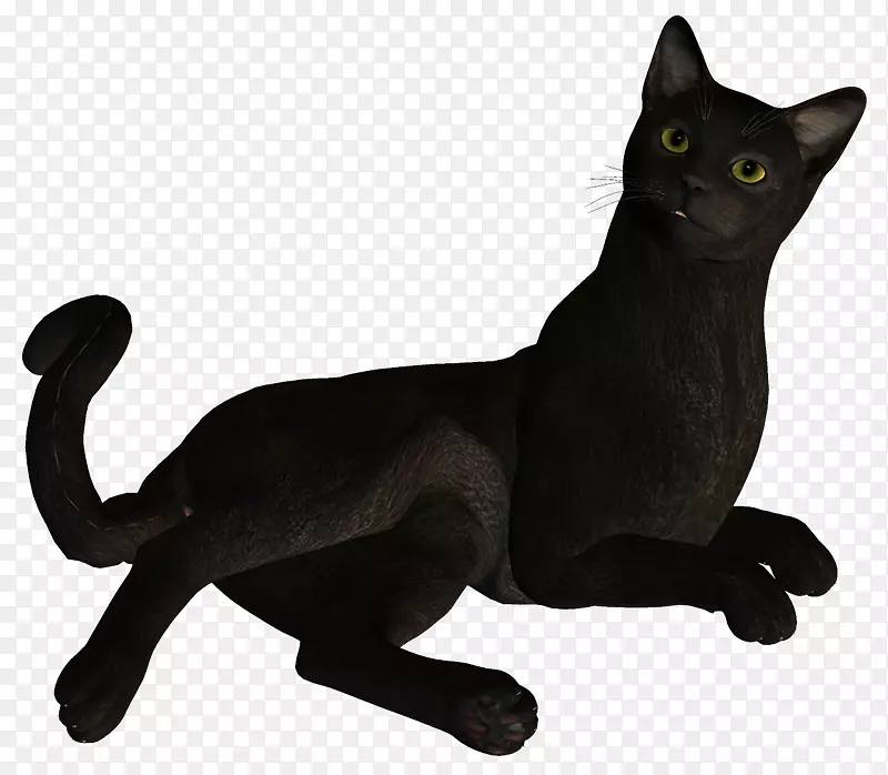 黑猫孟买猫科拉特国内短毛猫形象研究生