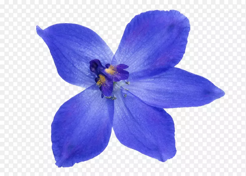 花像蓝色照片剪贴画-花