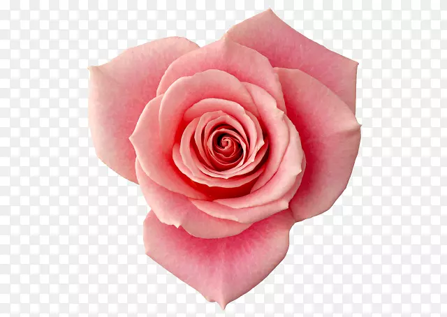 花园玫瑰沙滩玫瑰静物：粉红色玫瑰形象-花朵