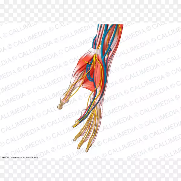 手指神经系统神经人体解剖血管手