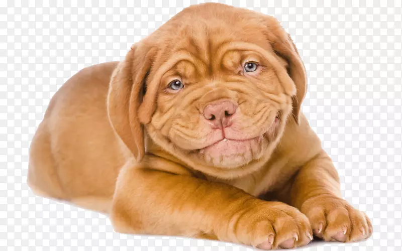 波尔多犬狗英国獒犬问候卡和便条卡-小狗