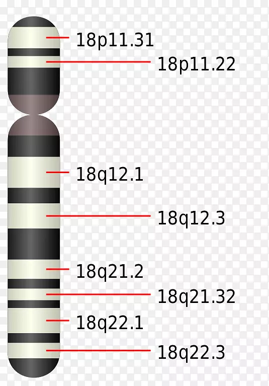 Patau综合征产品设计线-染色体