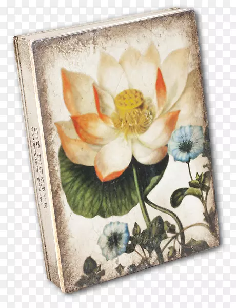 圣莲花，草本植物，静物画框-神圣莲花