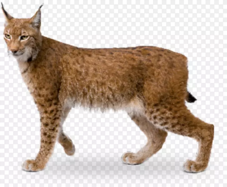 美洲山猫，欧亚山猫，加州野猫，展开了一只海凡ı-lynx。