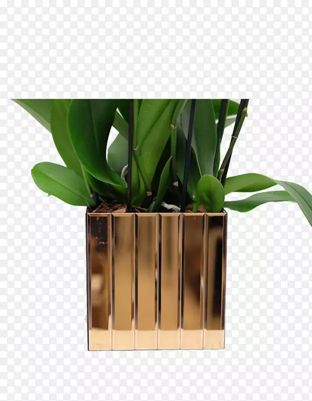 室内植物花盆产品设计-飞蛾兰花