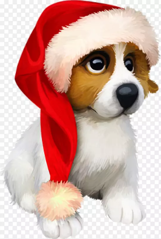 小狗品种约克郡犬新年圣诞日-小狗