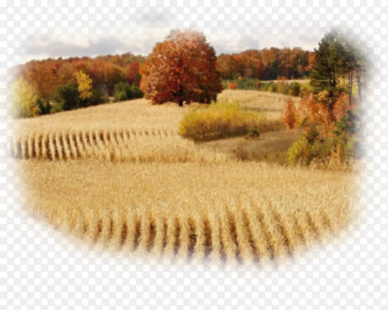 十三个殖民地密西根农场形象农业-麦田