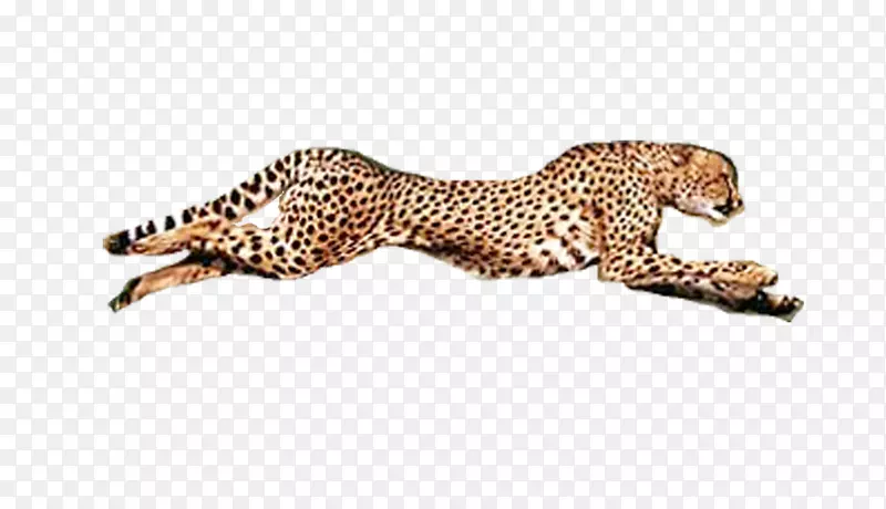 猎豹保护基金豹美洲虎动物-猎豹