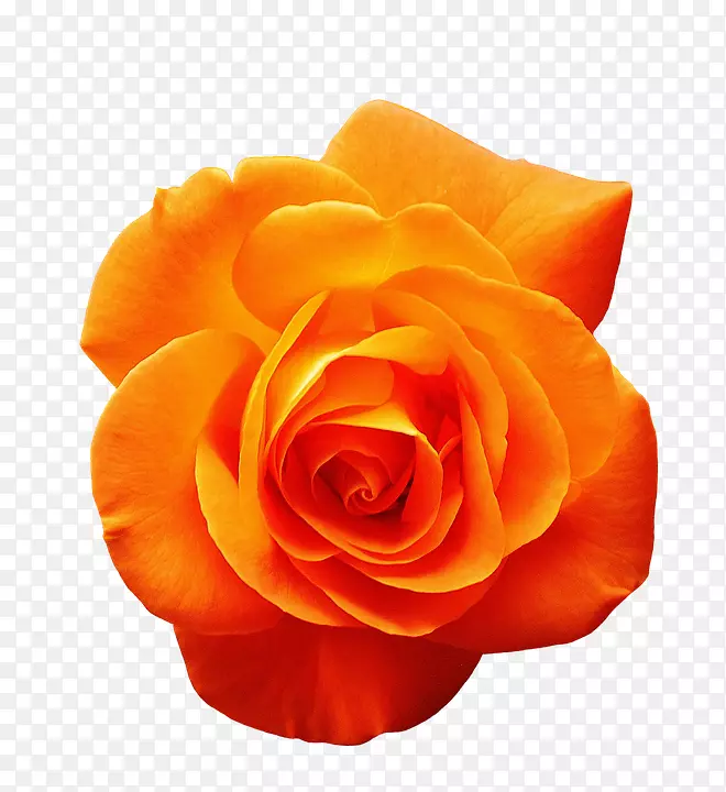 橙色花黄色花园玫瑰-橙色