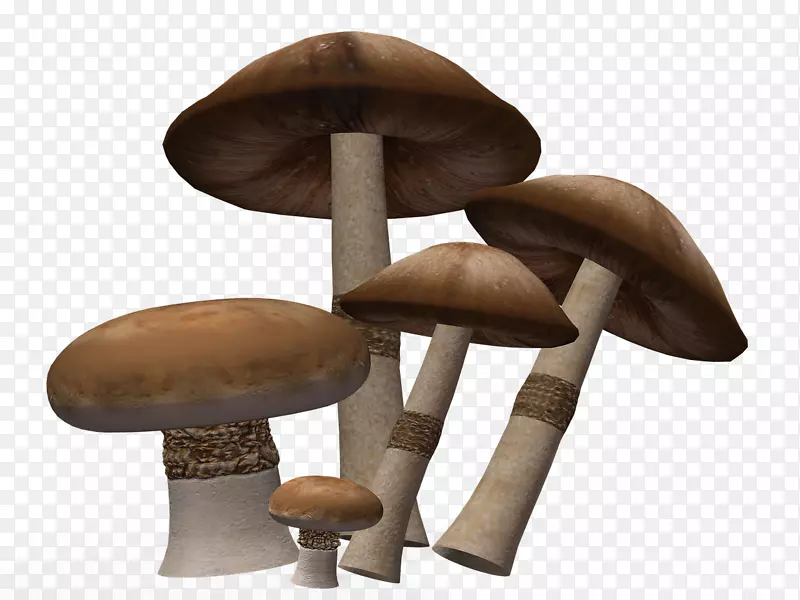 图像蘑菇下载视频白灵菇-蘑菇
