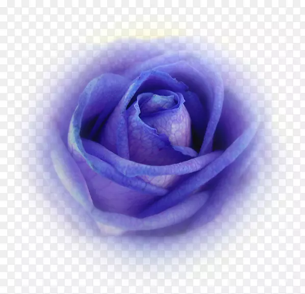 蓝玫瑰花园玫瑰卷心菜玫瑰花瓣薰衣草玫瑰