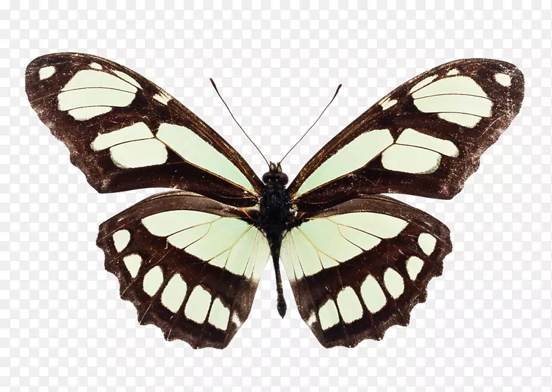 蝴蝶昆虫常见的七叶草刷足蝴蝶版画-蝴蝶