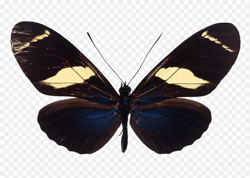 蝴蝶昆虫旧世界燕尾图像插图-蝴蝶