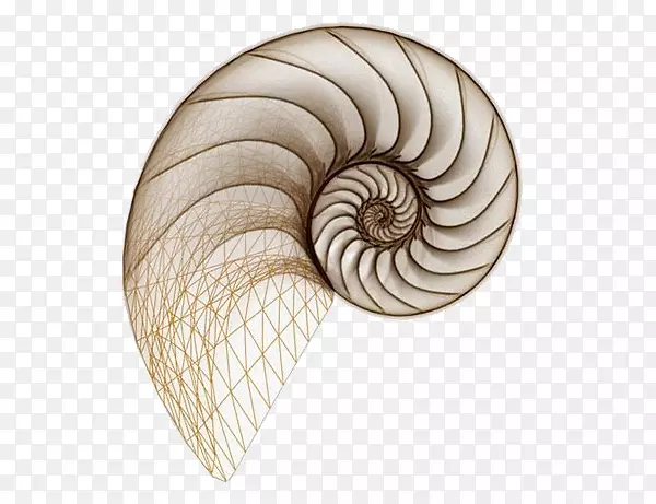 拉拔螺旋海船蜗牛槽海贝壳