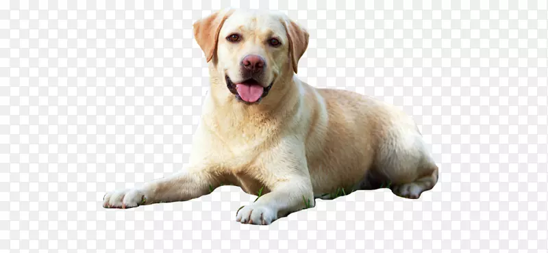 拉布拉多猎犬一只完美的狗指南：选择、照顾、营养、饲养、训练、健康、繁殖、运动和游戏形象指南-小狗